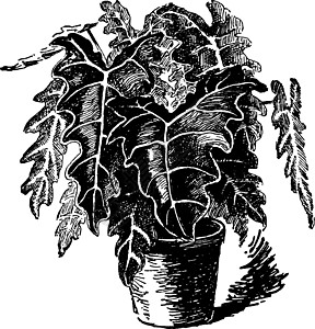 古代插图雕刻植物黑色艺术叶子白色绘画海芋树叶图片