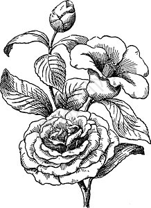 Camellia 古董插图图片