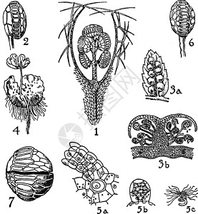 甲型 Cyatheaceae和久效光球图片