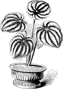 复古插画绘画绿色黑色白色生长插图衬套灌木状植物荆棘图片
