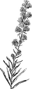 复合材料 植物 花朵 Liatris Scariaosa 高高 发烧 斯塔图片