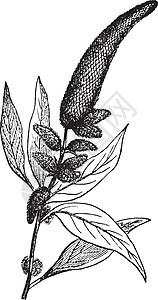 苋菜复古插画黑色雕刻大都会插图树叶绘画伪谷类叶子白色植物背景图片