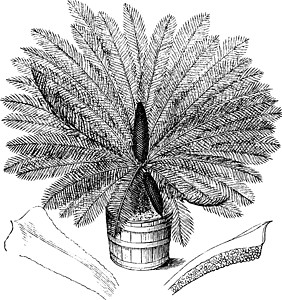 Sago Cycad 古董插图图片