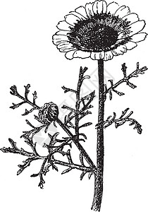 菊花 Carinatum 复古插画背景图片