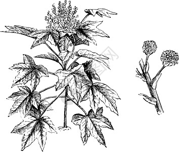 复古插画绘画插图盾藻白色阴影黑色雕刻叶子艺术图片