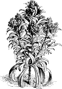 复古插画花神绘画白色艺术雕刻黑色插图植物图片