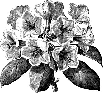 古代插图艺术白色绘画黑色温室粉色植物雕刻图片