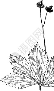 马里兰黑蛇根复古插画绘画插图植物黑色雕刻白色树叶艺术蛇根图片