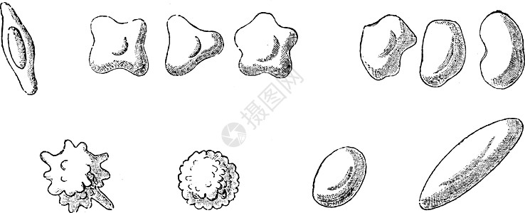 蘑菇(阿加里库斯)古董插图图片