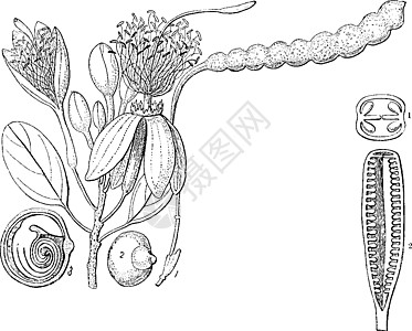 Maerua 古董插图图片