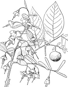 越桔 Stamineum 复古插画图片