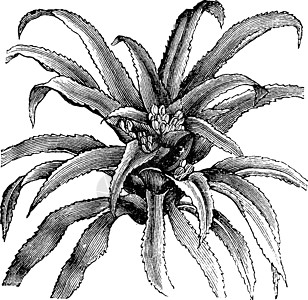 古董插图绘画热带家庭白色黑色雕刻艺术植物图片