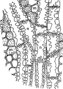 黄色火花木古董插图雕刻黑色绘画白色艺术背景图片