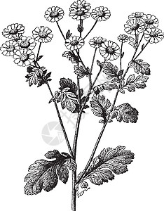 发烧 菊花 帕台尼 雏菊 家庭 阿斯特罗莎植物香味菊科白色艺术绘画黑色插图雕刻图片