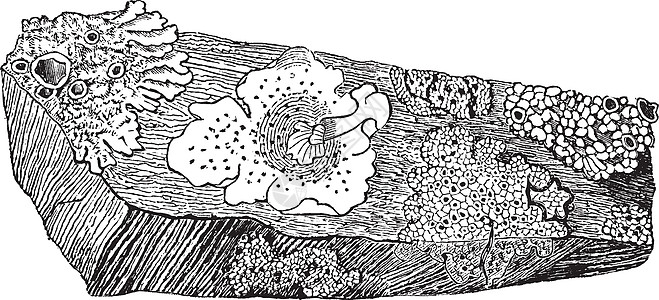 地衣复古插画绘画雕刻艺术插图岩石白色黑色石头图片