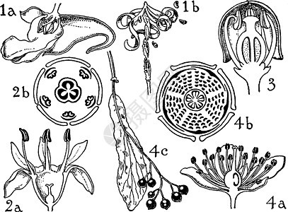 凤仙花科鼠李科葡萄科和椴树科vi背景图片