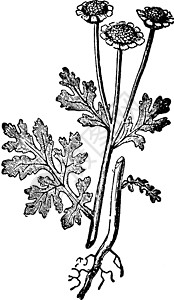 发烧 菊花 帕台尼 雏菊 家庭 阿斯特罗莎白色黑色菊科插图草本植物绘画雕刻艺术图片