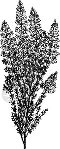 贝尔希瑟复古插画紫色家庭树叶白色插图植物传播绘画艺术雕刻图片