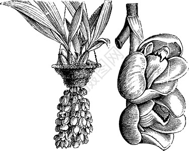 复古插画植物绘画雕刻插图黑色黄色白色艺术树叶图片