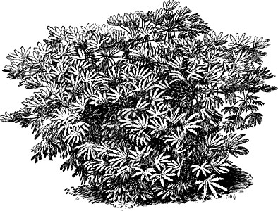 复古插画家庭纸厂胖子绘画白色植物黑色艺术插图粳稻图片