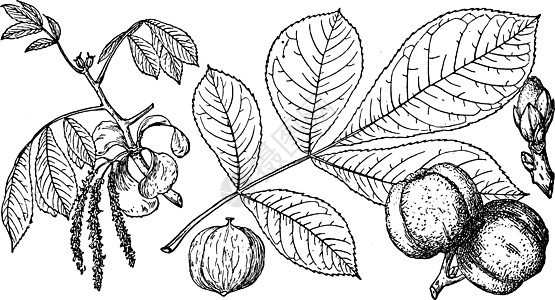 复古插图的分支黑色绘画白色植物雕刻艺术图片