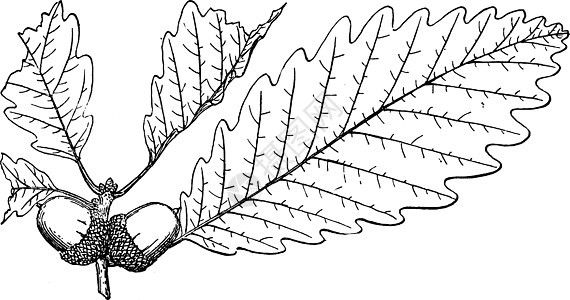 沼泽切斯特努特橡树古董插图的分支图片