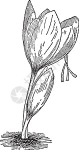 陈年插图白色雕刻绘画艺术黑色植物藏红花图片