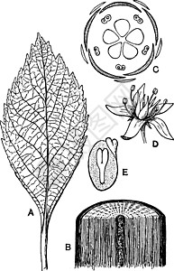 双子叶植物形态学复古插画图片