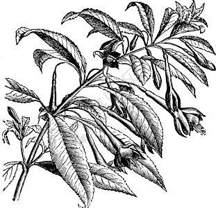 古代插图的鲜花处艺术树叶绘画黑色红色生长白色雕刻分支机构图片