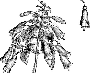 Fuchsia微植物树脂的鲜花分支和单一花朵图片