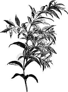 历史插图花处白色灌木绘画幸运儿雕刻艺术黑色植物图片