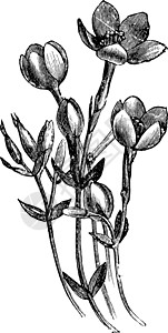 古典插图的花朵人马座龙胆艺术白色黑色绘画植物花香雕刻图片