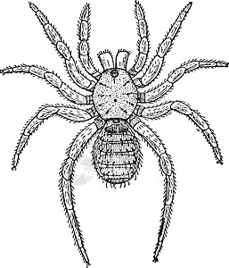 复古插图绘画黑色蜘蛛白色除尘器艺术雕刻家庭图片