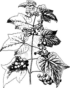 品种 Amurensis 复古插画图片