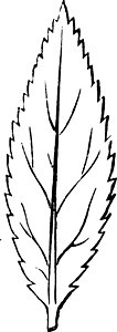 披针形叶复古插画叶子雕刻白色黑色艺术绘画插图锯齿状图片