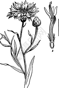矢车菊复古插画插图植物艺术白色黑色黄色绘画花朵雕刻图片