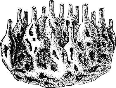 海绵殖民地复古插画图片