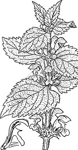 Lamium 专辑复古插画亚麻插图雕刻艺术绘画相册黑色树叶白色图片