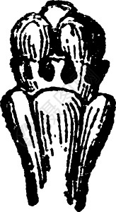 花女性复古插画艺术浆果雕刻小球菌黑色尔塔白色插图绘画植物图片