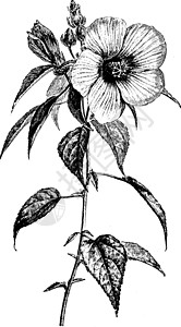 芙蓉 Roseus 复古插画的花枝图片