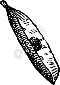 豌豆荚复古插画插图种子黑色艺术圆形纤维雕刻白色绘画图片