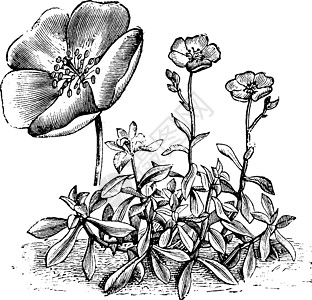 复古插画的花和习性艺术黑色粉色红色插图白色雕刻绘画植物图片