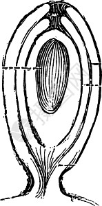 截面复古插图中的正交胚珠图片
