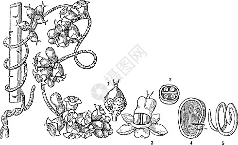 菟丝子复古插画水果绘画艺术雕刻花萼白色种子插图胚胎黑色图片