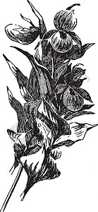 复古插图黑色雕刻绘画树叶卵形艺术白色图片