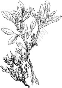 花复古插画插图雕刻白色植物黑色玫瑰绘画艺术图片