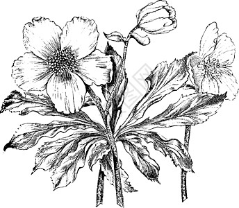 复古插画时间雕刻绘画玫瑰插图艺术白色黑色图片