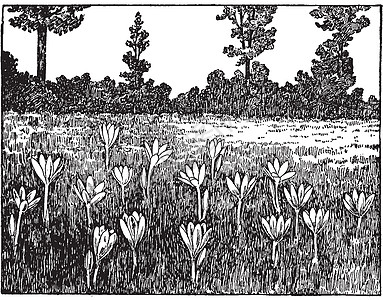 秋水仙秋季复古插画药品白色黑色艺术插图治疗植物雕刻绘画痛风图片