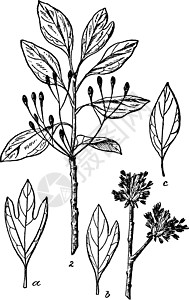 Sassafras 古代插图绘画白色家庭雕刻樟科叶子植物现存黑色艺术图片