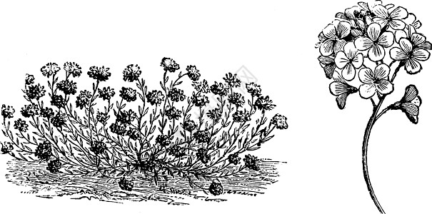旧物图解的哈比特和花朵图片